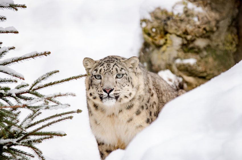 snow leopard 1985510 1920 What are the Dos and Don’ts During A Wildlife Adventure Trip?